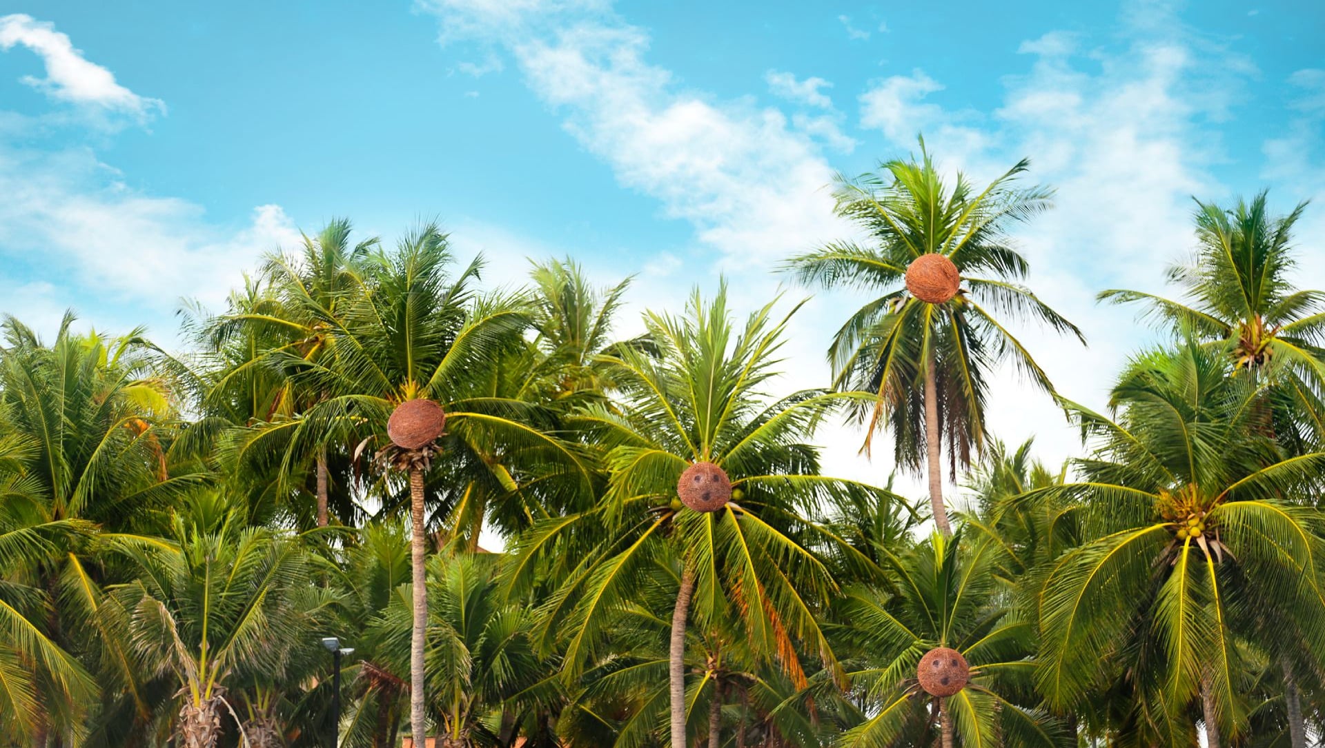 Coconut Tree View with Sky