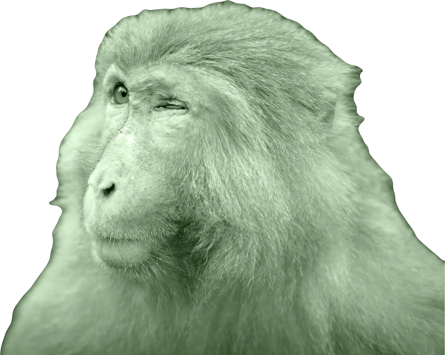 nobo-monkey-head