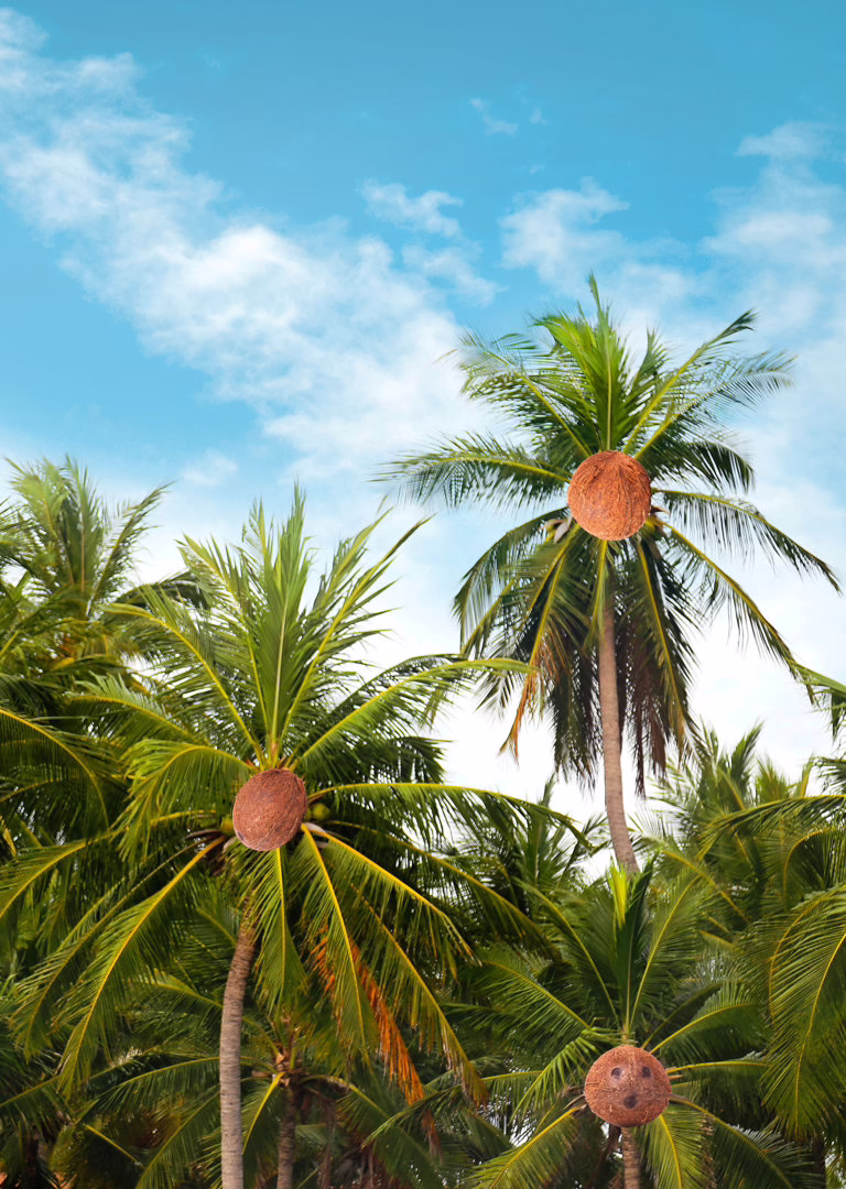 Coconut tree view with sky